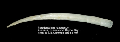 Paradentalium hexagonum