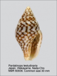 Pardalinops testudinaria
