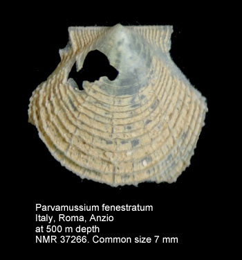 Parvamussium fenestratum