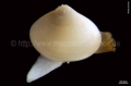 Mollusca (molluscs)