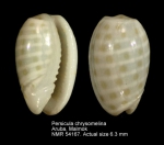 Persicula chrysomelina