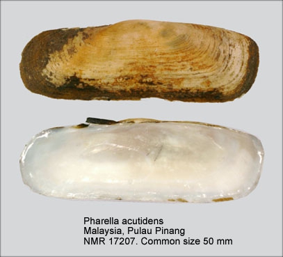 Pharella acutidens