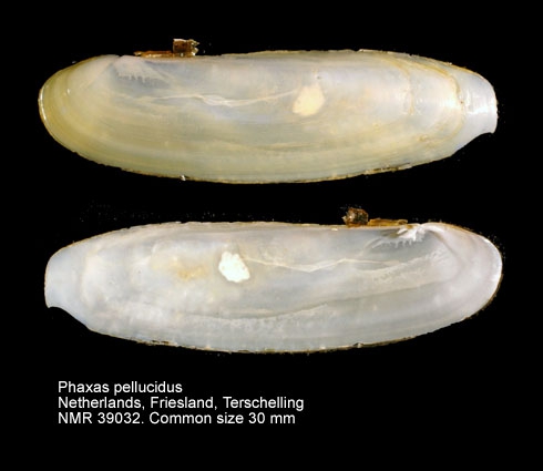 Phaxas pellucidus