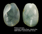 Philinidae
