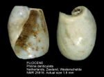 Philine denticulata