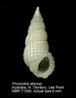 Phosinella allanae