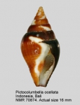 Pictocolumbella ocellata