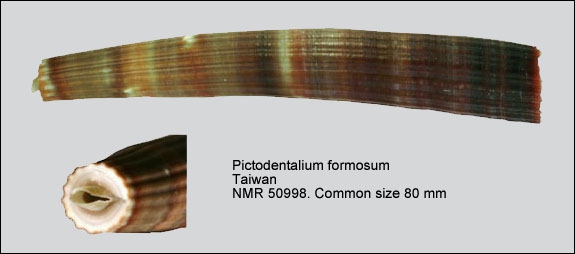 Pictodentalium formosum