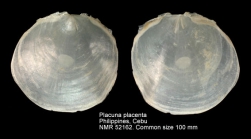Placuna placenta