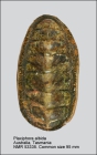 Plaxiphora albida