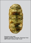 Plaxiphora obscurella