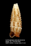 Ionthoglossa pseudocanarica