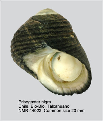 Prisogaster niger