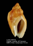 Pseudolividae