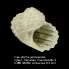 Pseudorbis jameoensis