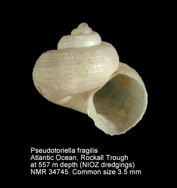 Pseudotorellia fragilis