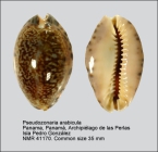Pseudozonaria arabicula