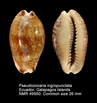 Pseudozonaria nigropunctata