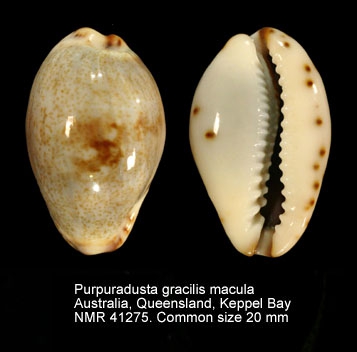 Purpuradusta gracilis macula