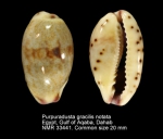 Purpuradusta gracilis notata