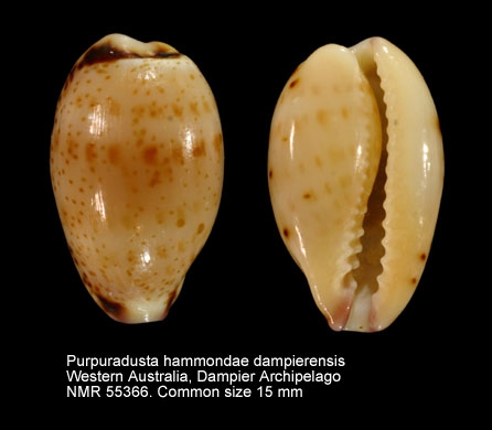 Purpuradusta hammondae dampierensis