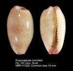 Purpuradusta microdon