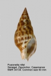 Clavatulidae