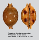 Pustularia globulus sphaeridium