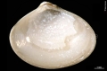 Mollusca (molluscs)