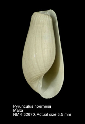 Pyrunculus hoernesii