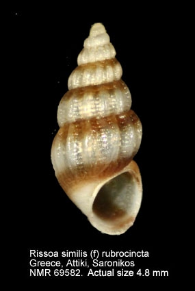 Rissoa similis