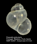 Rissoella globularis