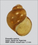 Rissoellidae