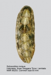 Schizochitonidae