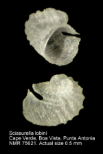 Scissurella lobini