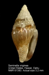 Seminella virginea