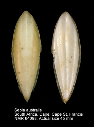 Sepia australis