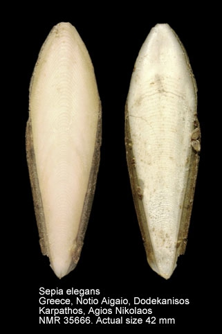 WoRMS - World Register of Marine Species - Sepia andreana Steenstrup, 1875