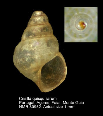 Crisilla quisquiliarum