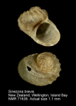 Scissurellidae