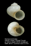 Skenea trochoides