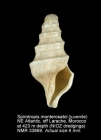 Spirotropis monterosatoi