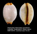 Staphylaea staphylaea consobrina