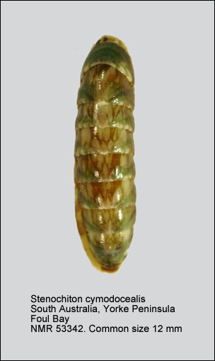 Stenochiton cymodocealis