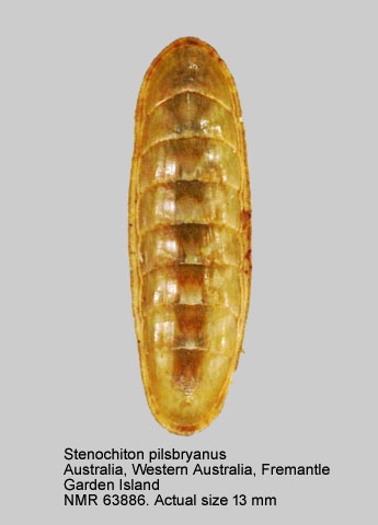 Stenochiton pilsbryanus