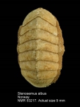 Stenosemus albus