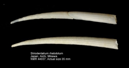 Striodentalium rhabdotum