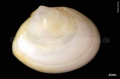 Mollusca (molluscs)