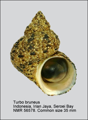 Turbo bruneus