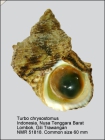 Turbo chrysostomus